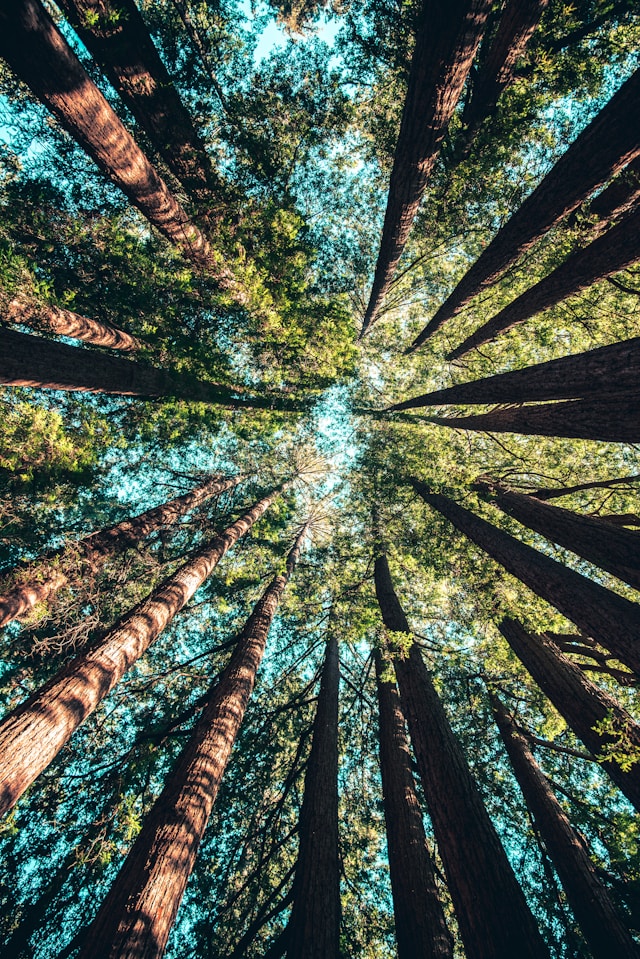 Pulsation Nature